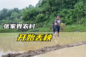 农村人栽秧有妙招，直接“丢秧”速度也快，大家见过没视频封面