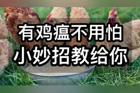 有鸡瘟不用怕，小妙招教给你，只需一味中药，轻松解决视频封面