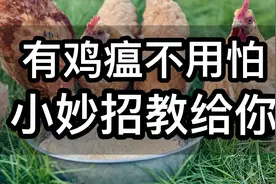 有鸡瘟不用怕，小妙招教给你，只需一味中药，轻松解决视频封面