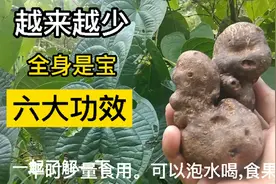 越来越少,全身是宝。六大功效。请一起了解一下吧。