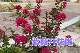 夏天是矮紫薇的花期，两个品种的矮紫薇，开出了不同颜色的花视频封面