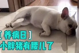 小狗狗上吐下泻怎么办，空腹24小时后逐步恢复进食，一天生龙活虎视频封面