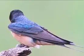 你知道燕子为什么不去穷人家搭窝吗？一起来看看吧！
