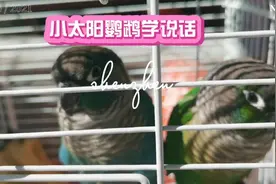 小太阳鹦鹉学说话