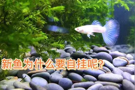 新买的鱼为什么要跳缸，有的鱼还会把自己撞死视频封面