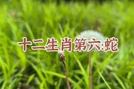 十二生肖第六：蛇视频封面