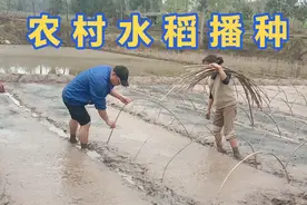 四川广安:一年四季在于春，看看农村水稻是怎样播种的视频封面