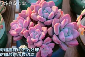 春天多肉爱爆侧芽，该咋处理？别把多肉整废了，正确的方法教给您视频封面