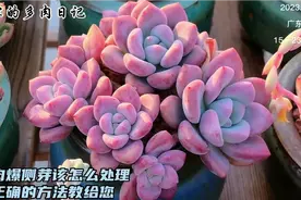 春天多肉爱爆侧芽，该咋处理？别把多肉整废了，正确的方法教给您视频封面