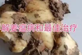 姜瘟病和治疗方法视频封面