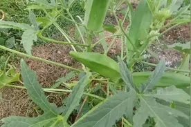 秋葵营养堪比人参，好处多多，但有几种人还是不能多吃视频封面