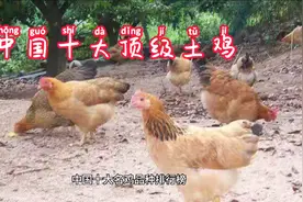中国十大顶级土鸡你们都见过吗？视频封面