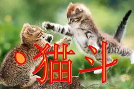 小古文17《猫斗》，如何描写两只小猫打架，遇到这种题材写作不难