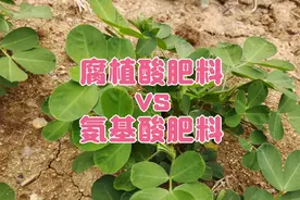 种植户买肥料，氨基酸肥和腐植酸肥选择哪个好？二者有何区别？视频封面