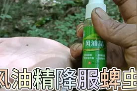 程石被蜱虫咬了，网友说用风油精试试，效果还真不错呢视频封面