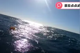 有史以来抓到的最大一条巨型海鳗，今天发财了视频封面
