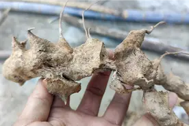 你听说过金刚藤这种药材吗？我手里的这种药材就是金刚藤的根视频封面