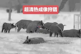 德克萨斯州农民利用超高清的热成像夜视仪清除泛滥野猪和郊狼视频封面