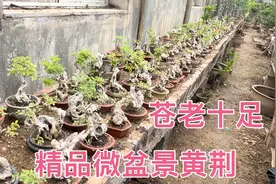 分享一批老桩年功碳化黄荆，颗颗精品老味十足，茶台书桌首选视频封面
