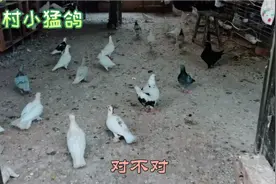 鸽子孵化几天开始分泌鸽乳？小猛鸽教你怎么样帮助鸽子分泌鸽乳！