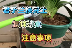 君子兰换完土怎能浇水及安全浇水的几点建议视频封面