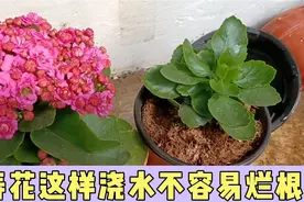 长寿花不喜欢水，学会这样的浇水方法后，不容易出现烂根腐根现象视频封面