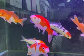 经过2年时间养死20条的养鱼经验视频封面