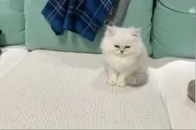 小奶猫也太治愈了吧……嘿嘿🤤视频封面