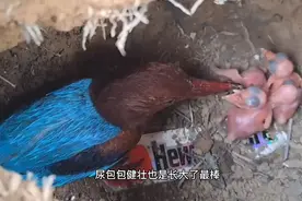 鸟宝宝疯狂吞食大昆虫，感觉像几天没吃饭一样视频封面