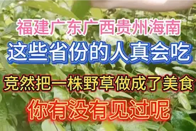 广西广东人真会吃，居然把一棵野草做成了！一道道美食你见过吗视频封面