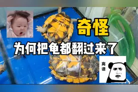 奇怪？！龟为什么都翻过来了？？？结果其实很干货！