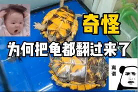 奇怪？！龟为什么都翻过来了？？？结果其实很干货！视频封面