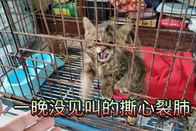 救助的被遗弃小猫对你有多依赖:见面后撕心裂肺的哭！视频封面