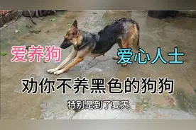纯黑色的狗狗不建议养 这几个缺点非常明显 不管什么品种有点吃亏视频封面