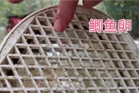 自然繁殖的野生大鲫鱼产卵啦！密密麻麻都是鱼卵视频封面