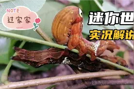 荣哥在大山上第一次发现这种虫，身上长四只眼睛，爬行还成双成对视频封面
