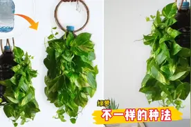 如何把绿萝种的不一样？一个废旧塑料瓶就够了，可悬挂可平放视频封面