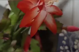 冬日里的暖阳视频封面