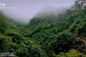 春到人间草木知视频封面