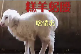 糕羊躬腰，怎么治疗！视频封面