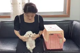 帮粉丝挑选了只韩系小比熊，抱在怀里竟然乖巧的像个孩子，萌翻了