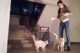 流浪猫二白全口拔牙，术后二个月已经恢复健康。橘妹怀孕姐姐发愁视频封面