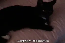 臭猫视频封面