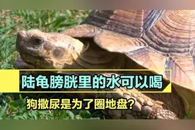麻雀没有膀胱，陆龟膀胱里的水可以喝，狗撒尿是为了圈地盘？视频封面
