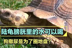 麻雀没有膀胱，陆龟膀胱里的水可以喝，狗撒尿是为了圈地盘？视频封面