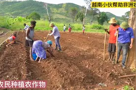 非洲农民种植农作物，两个越南小伙手把手教会视频封面