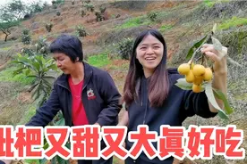 公公婆婆种的枇杷熟了，一串串金灿灿的真漂亮，又甜又大真好吃视频封面