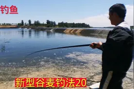 新型谷麦钓法，全程分享打窝技巧，简单适用，一看就会