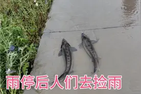 河南林州淇河水依然很大，庄稼被淹没，雨停后人们去捡雨视频封面