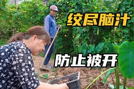 为了防止被开，老文绞尽脑汁展现自己的才能，事实证明他很有才视频封面